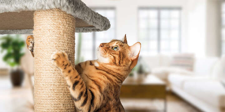 landflair Startbanner Spiel Spaß und Entspannung fuer Katzen 1000x500